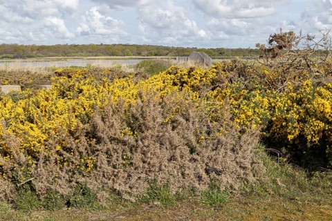 Common european adder or viper snake (Vipera berus) adult reptile basking on a Gorse bush with a