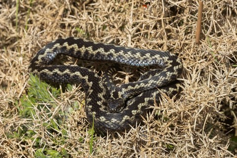 Common european adder or viper snake (Vipera berus) adult reptile basking on a Gorse bush, RSPB