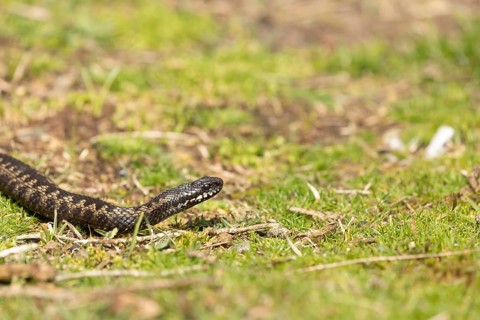 Common european adder or viper snake (Vipera berus) adult reptile on grassland in spring, RSPB