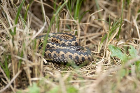 Common european adder or viper snake (Vipera berus) adult reptile basking or warming up in