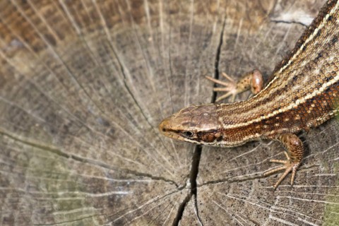 Common lizard (Zootoca vivipara) adult reptile resting on a tree stump, England, United Kingdom