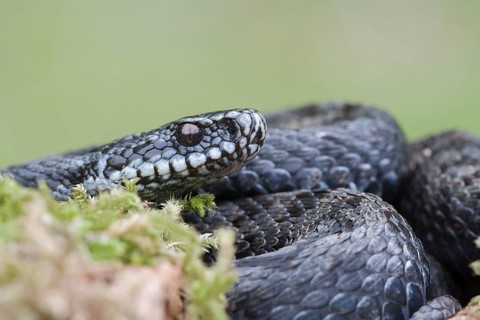 Common european adder or viper snake (Vipera berus) adult black reptile on a moss covered tree
