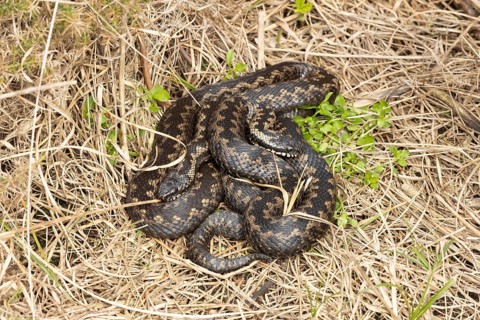Common european adder or viper snake (Vipera berus) two adult reptiles basking or warming up by a