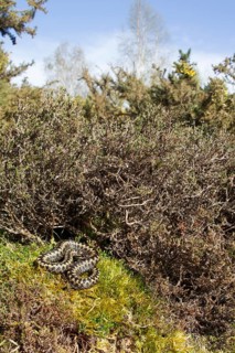 Common european adder or viper snake (Vipera berus) adult reptile basking or warming up by a