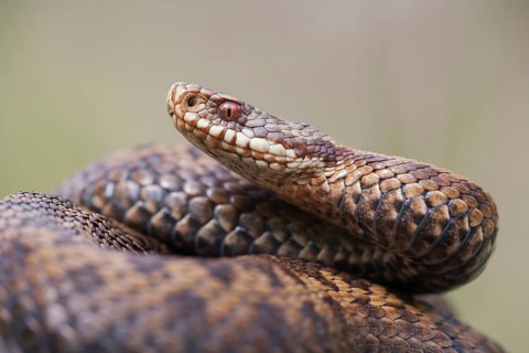 Common european adder or viper snake (Vipera berus) adult female reptile coiled in a ball in
