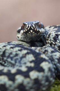 Common european adder or viper snake (Vipera berus) adult reptile coiled in a ball in spring,