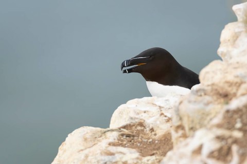 Razorbill (Alca torda) adult seabird bird on a cliff ledge, RSPB Bempton cliffs nature reserve,