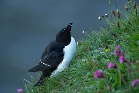 Razorbill (Alca torda) adult seabird bird on a cliff top in summer, RSPB Bempton cliffs nature
