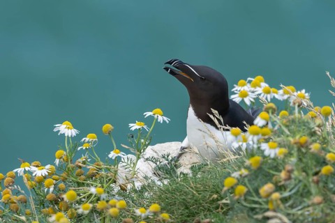Razorbill (Alca torda) adult seabird bird calling on a cliff top amongst Mayweed flowers in summer,