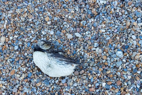Guillemot (Uria aalge) adult seabird bird washed up dead on a shingle beach, England, United