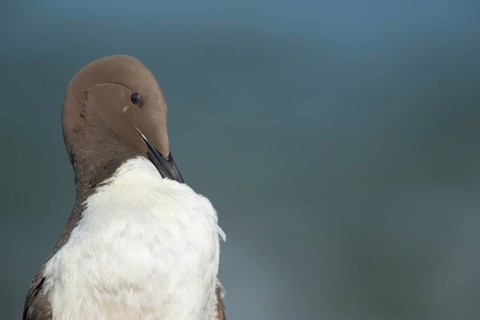 Guillemot (Uria aalge) adult seabird bird preening on a cliff ledge in summer, RSPB Bempton cliffs
