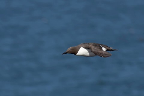 Guillemot (Uria aalge) adult seabird bird flying in summer, RSPB Bempton cliffs nature reserve,