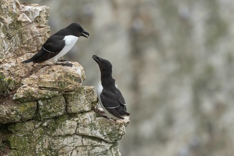 Razorbill (Alca torda) two adult seabird birds on a cliff ledge in summer, RSPB Bempton cliffs