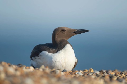 Guillemot (Uria aalge) adult seabird bird resting on a shingle beach, England, United Kingdom