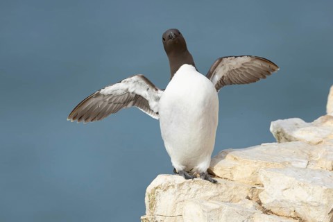 Guillemot (Uria aalge) adult seabird bird stretching its wings on a cliff ledge in summer, RSPB