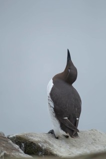 Guillemot (Uria aalge) adult seabird bird sleeping on a cliff ledge in summer, Farne islands,