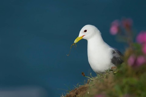 Kittiwake (Rissa tridactyla) adult seabird bird collecting nesting material in its beak from a