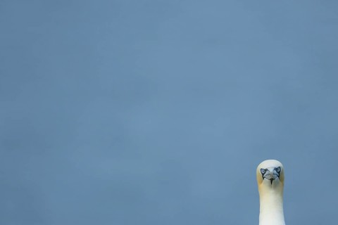 Northern gannet (Morus bassanus) adult seabird bird head portrait in summer, RSPB Bempton cliffs