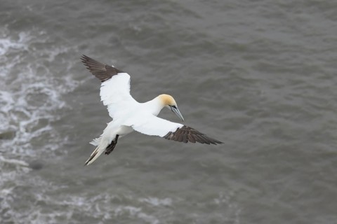 Northern gannet (Morus bassanus) adult seabird bird in flight in summer, RSPB Bempton cliffs nature