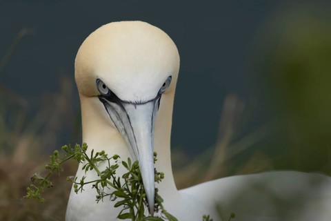 Northern gannet (Morus bassanus) adult seabird bird carrying nest material in its beak in summer,