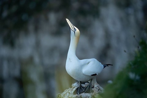 Northern gannet (Morus bassanus) adult seabird bird on a cliff top in summer, RSPB Bempton cliffs