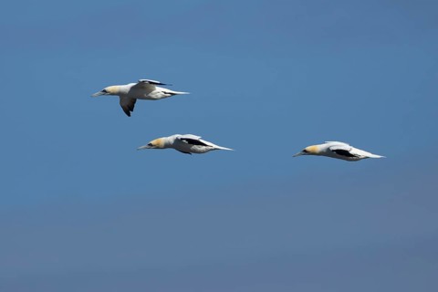 Northern gannet (Morus bassanus) three adult seabird birds in flight in summer, RSPB Bempton cliffs