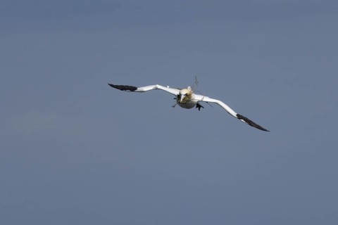 Northern gannet (Morus bassanus) adult seabird bird in flight carrying nest material in its beak in