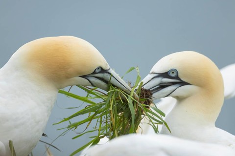 Northern Gannet (Morus bassanus) two adult seabird birds fighting over a clump of grass for nesting