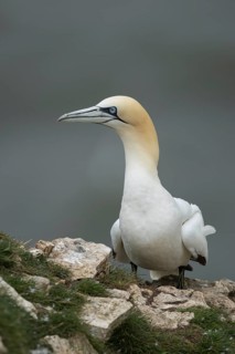 Northern gannet (Morus bassanus) adult seabird bird on a cliff top in summer, RSPB Bempton cliffs