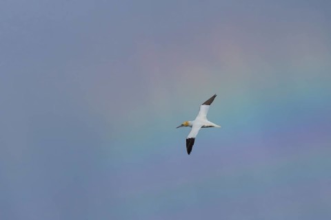 Northern gannet (Morus bassanus) adult seabird bird in flight with a rainbow in the background,