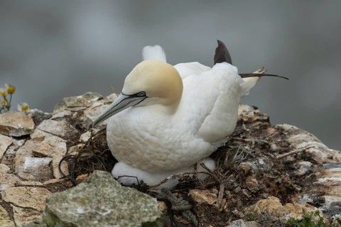 Northern gannet (Morus bassanus) adult parent and juvenile baby seabird birds on a nest on a cliff