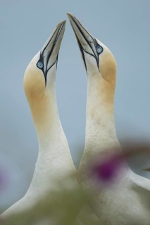 Northern gannet (Morus bassanus) two adult seabird birds performing their love courtship display,