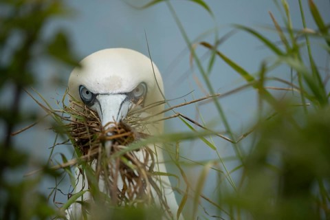 Northern gannet (Morus bassanus) adult seabird bird carrying grass for nest material in its beak in
