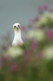 Northern gannet (Morus bassanus) adult seabird bird amongst cliff top summer flowers, RSPB Bempton