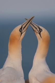 Northern gannet (Morus bassanus) two adult seabird birds performing their love courtship display on