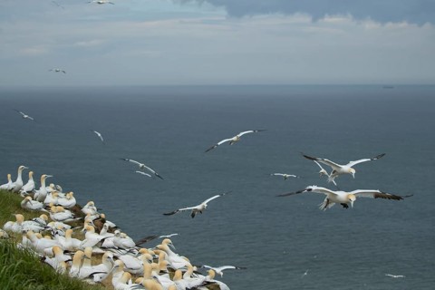 Northern gannet (Morus bassanus) adult seabird birds at a cliff top colony in summer, RSPB Bempton