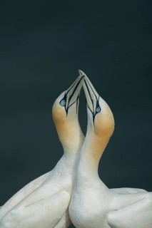Northern gannet (Morus bassanus) two adult seabird birds performing their love courtship display in