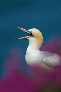Northern gannet (Morus bassanus) adult seabird bird calling amongst cliff top summer flowers, RSPB