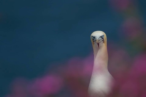 Northern gannet (Morus bassanus) adult seabird bird amongst cliff top summer red campion flowers,