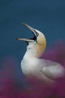 Northern gannet (Morus bassanus) adult seabird bird with its beak open amongst cliff top summer
