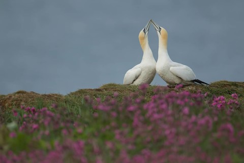 Northern gannet (Morus bassanus) two adult seabird birds performing their love courtship display in