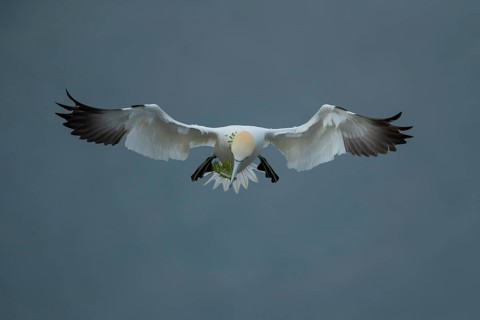 Northern gannet (Morus bassanus) adult seabird bird flying carrying nest material in its beak in