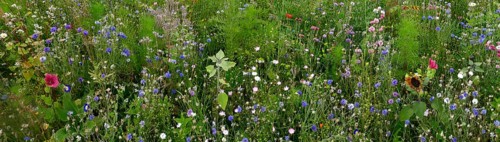Vegetation, wildflowers, wildflower meadow, meadow, biodiversity, panorama, Rügen island, largest