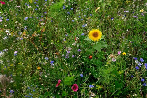 Vegetation, wildflowers, wildflower meadow, meadow, biodiversity, island of Rügen, largest and most