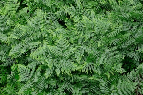 Vegetation, Forest fern (Athyrium filix-femina), fern, island of Rügen, largest and most populous