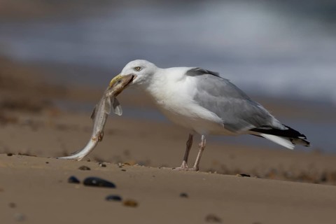 Herring gull (Larus argentatus) adult seagull bird feeding on a dogfish shark fish on a beach in
