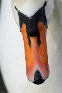 Mute swan (Cygnus olor) adult bird head portrait, England, United Kingdom