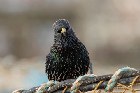 Common starling (Sturnus vulgaris) adult bird on fishing nets in a harbour in winter, England,