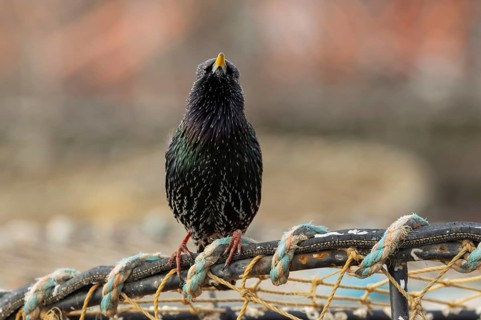Common starling (Sturnus vulgaris) adult bird singing on fishing nets in a harbour in winter,