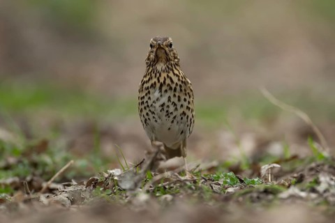 Song thrush (Turdus philomelos) adult bird searching for food in a woodland, England, United